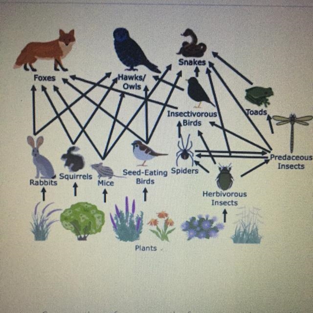 6) This is a food web for a small forest ecosystem. Suppose that a farmer near the-example-1