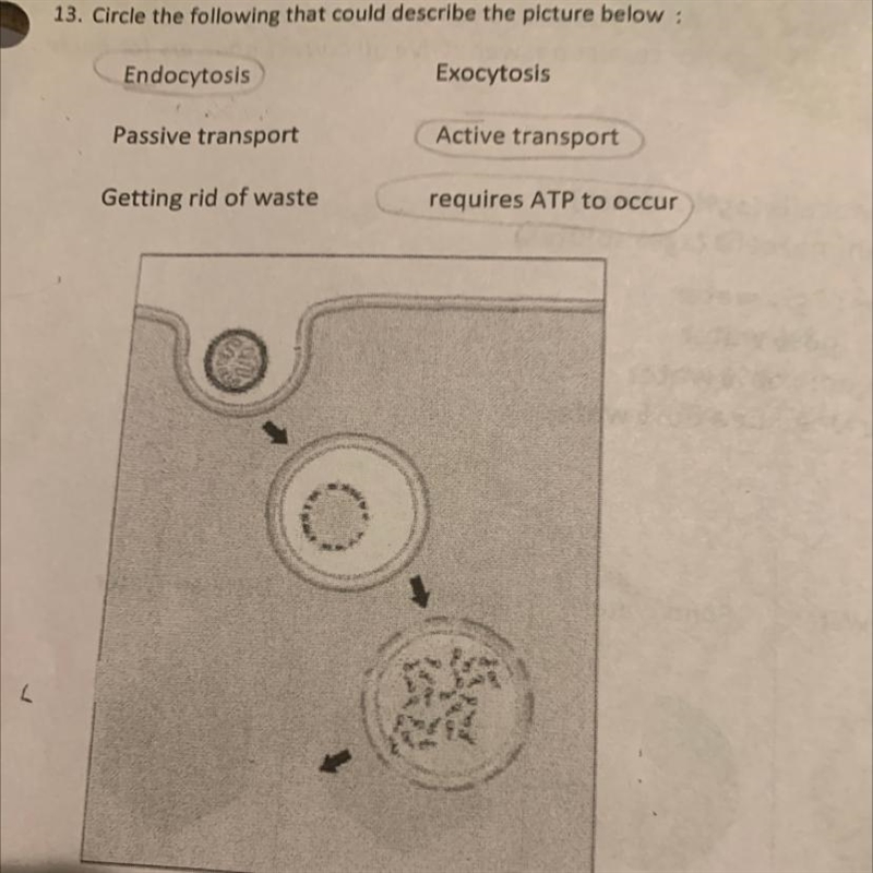 13. Circle the following that could describe the picture below: Endocytosis Exocytosis-example-1