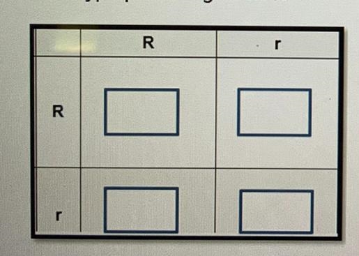 Two heterozygous red plants (Rr) were crossed. Pink recessive.A. Determine the genotypes-example-1