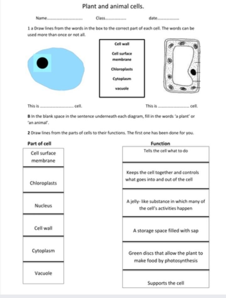 Animal and plant cells can someone help me pls for science class​-example-1