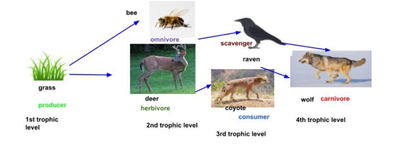 So I did a food chain can you please tell me if I did it right or not? :-example-1