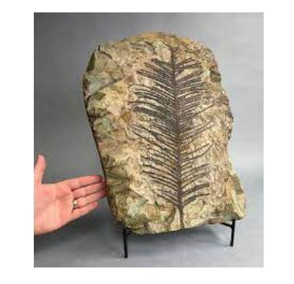 NEED HELP ASAP What class (taxa) does this fossil belong to? Explain why.-example-1