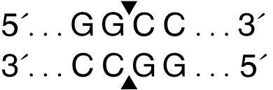 4.how did the hae iii restriction enzyme distinguish between the taster and nontaster-example-1