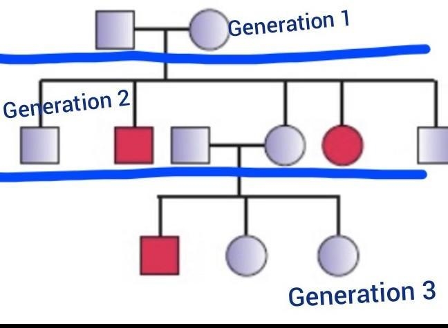 Analyze the following pedigree and choose which statement below is FALSE 3 individuals-example-1