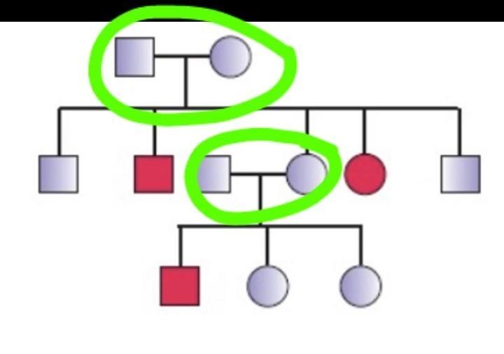 Analyze the following pedigree and choose which statement below is FALSE 3 individuals-example-2