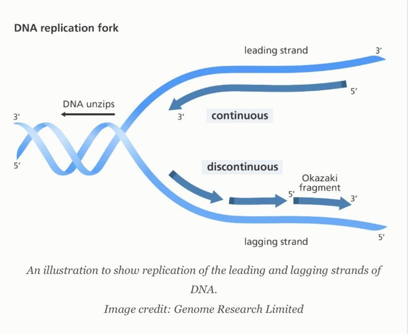 What is the purpose of DNA replication? Where does replication happen? Describe the-example-1