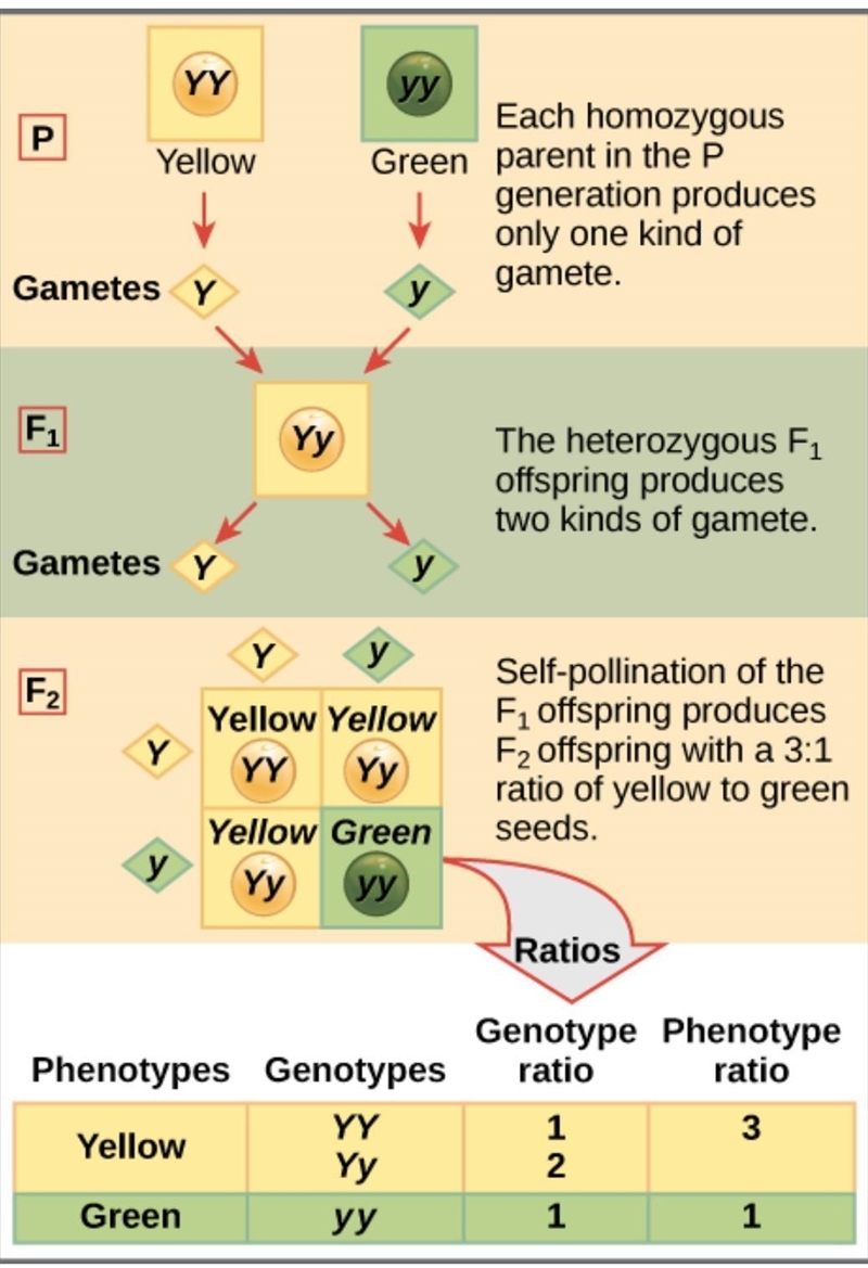 A scientist crossed two of unknown genotype pea plants, the following ratio is produced-example-1