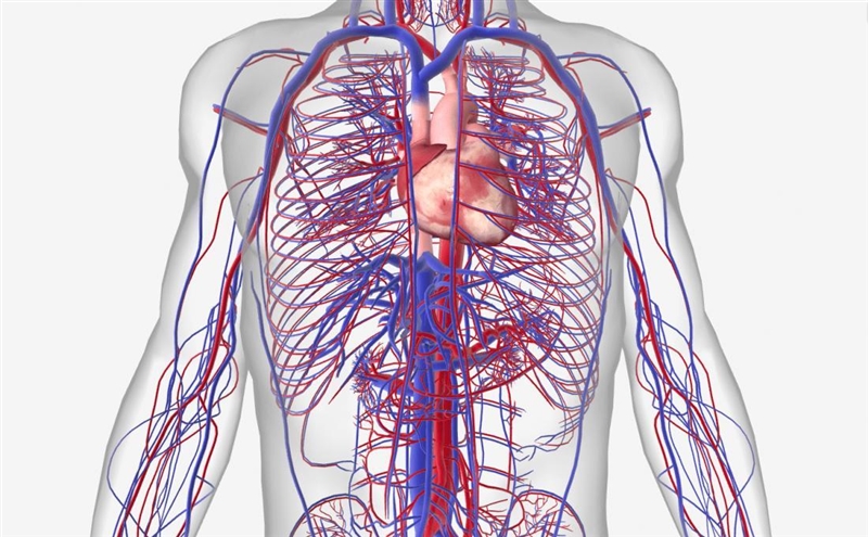 Name the circulatory systems diseases .explain one of them in single line-example-1