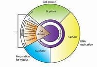 How does a cell at the end of the first phase of the cell cycle differ from a cell-example-1