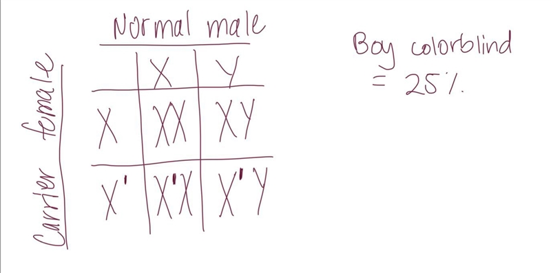 Colorblindness is a recessive sexlinked disorder carried on the X chromosome. If a-example-1