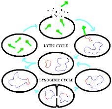 The lytic cycle is one reproductive cycle that viruses can enter. What is the name-example-1