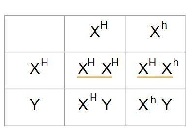 May I get help with explanation using punnets squares for number 2-example-1