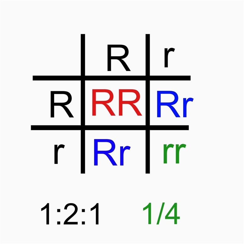 Phenylketonuria (PKU) is an inherited disease caused by a recessive allele. If a woman-example-1