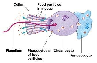 What does a collar cell look like? What is its function?-example-1