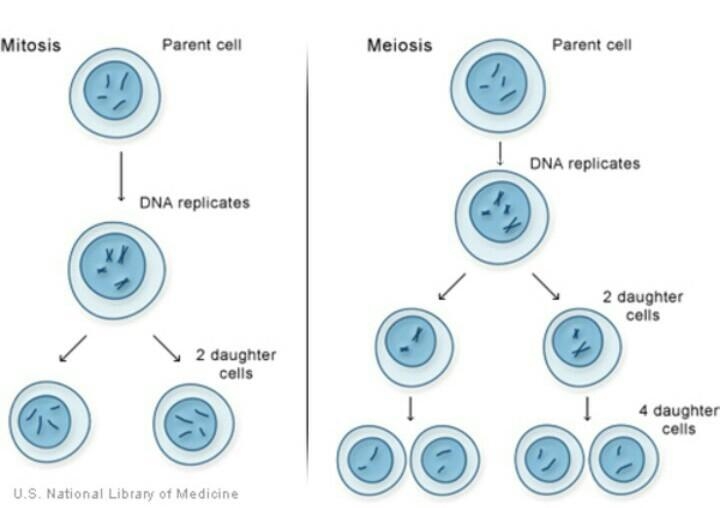 What is cell division??​-example-1