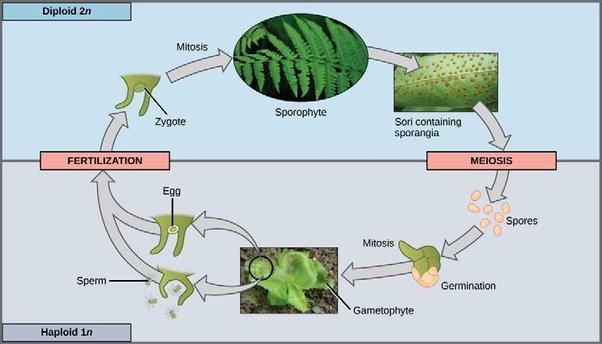 What is the function of the sporangium? question 11 options: a) passes characteristics-example-3