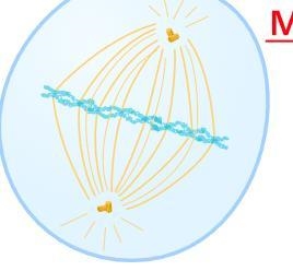 3. Draw what a daughter cell would look like when it is in metaphase of mitosis-example-1