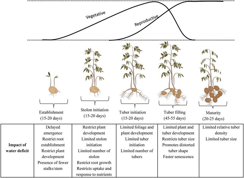 How do farmers use vegetative reproduction to grow white potatoes?-example-1