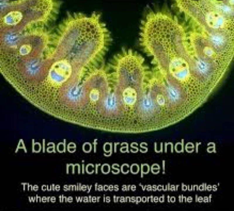 What does a blade of grass look like under a microscope?.-example-1