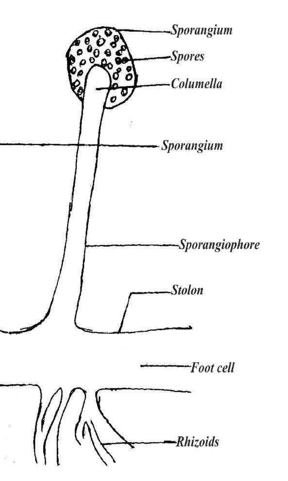 A diagram of a Rhizopus in low power​-example-1