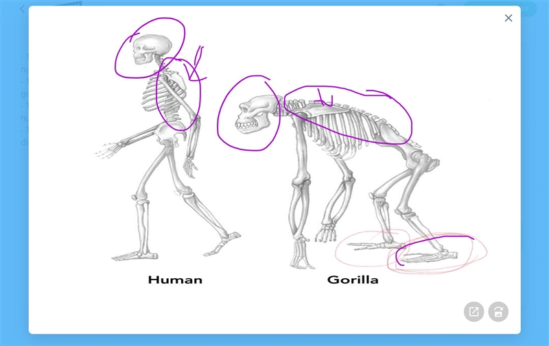 PLEASE ANSWER ASAP!! Use the drawpad to highlight or circle these four differences-example-1