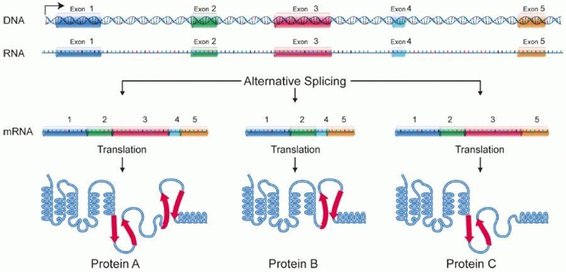 How does the proteome of a species contain a larger number of proteins than genes-example-1