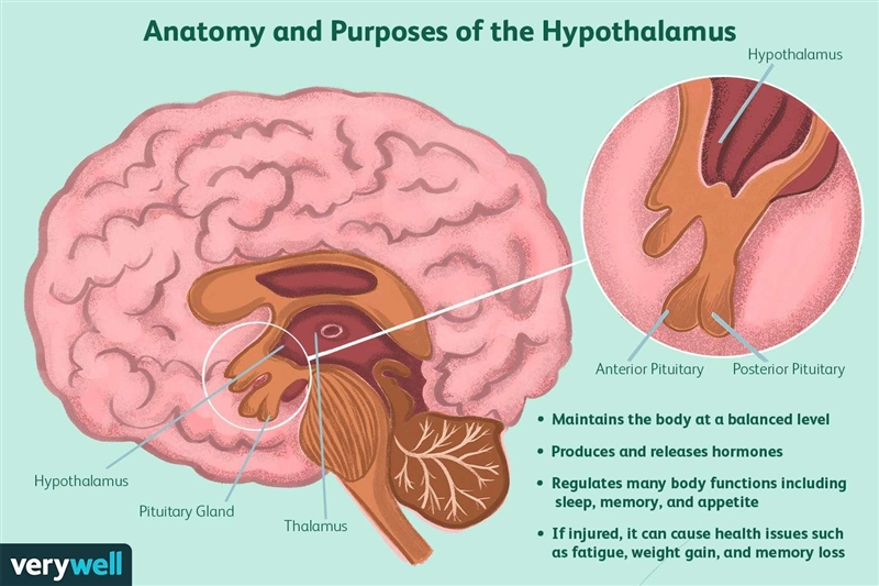 In which part of the brain is hunger and thirst regulated?.-example-1