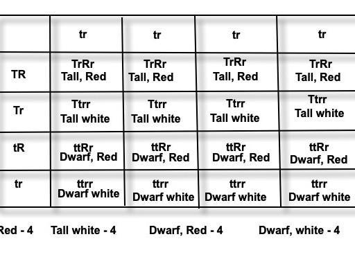 If two plants of the genotypes ttRr and TtRR were crossed, what would be the probability-example-1