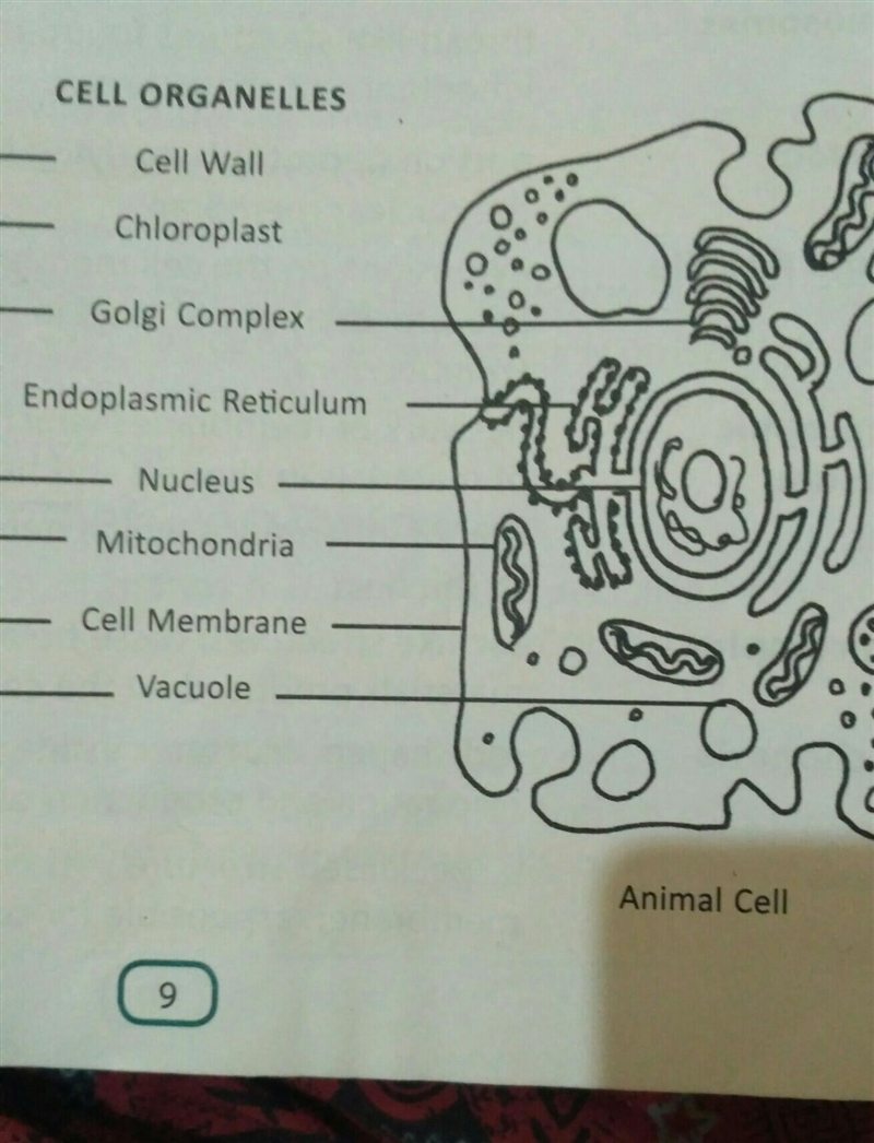 List and define the parts of an animal cell-example-1