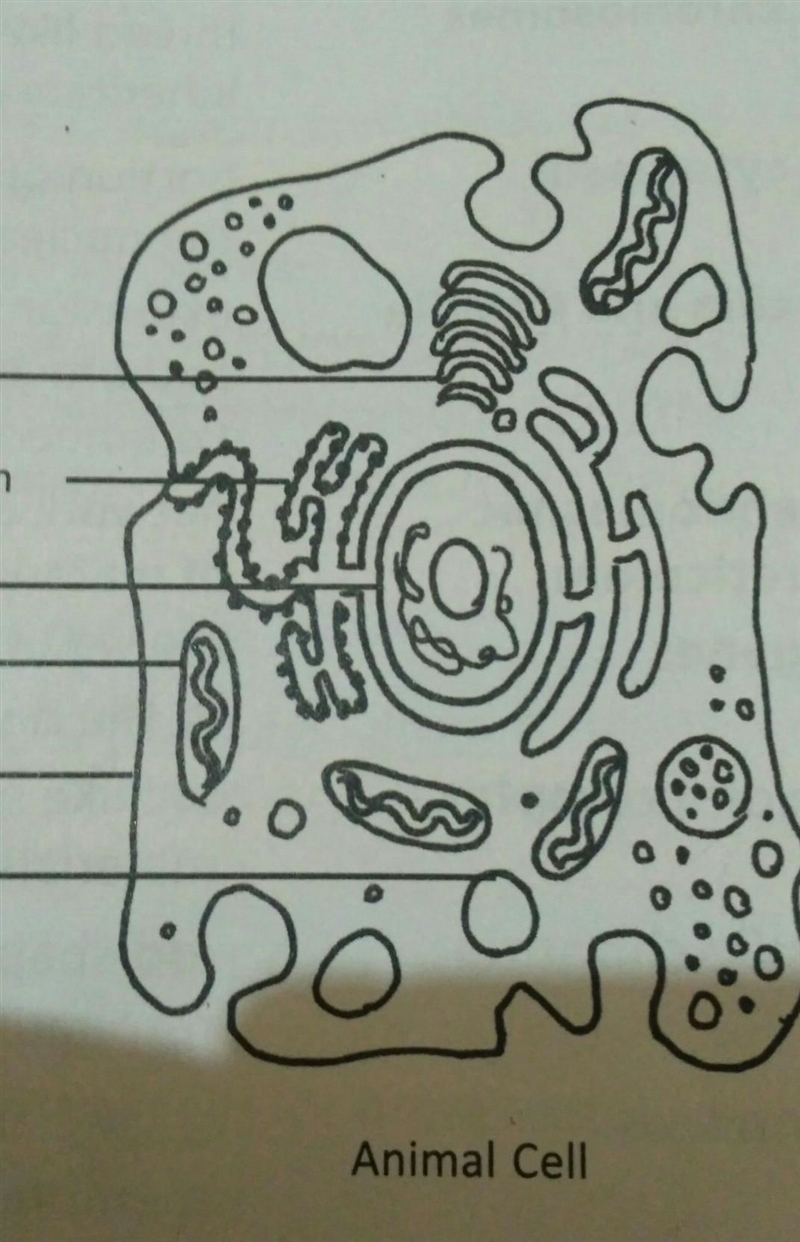 List and define the parts of an animal cell-example-2