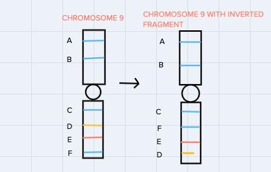 Chromosomal mutations can occur in a variety of ways one known human chromosomalmutation-example-1