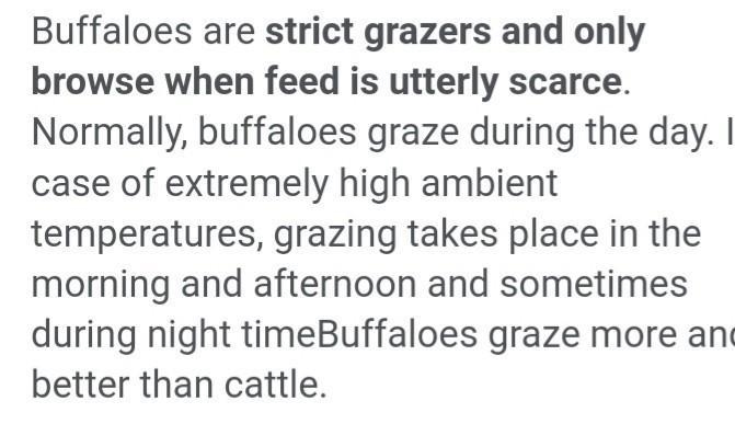 Buffalo's behaviors and characteristics-example-1