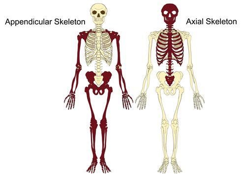 The patella is a(n) _____________bone found in the ___________________. (2 points-example-1