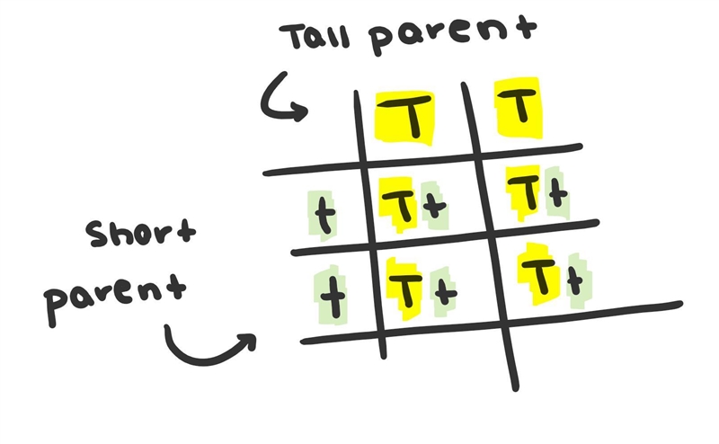 Mendel crossed homozygous tall and short plants. The law of segregation dictates that-example-1