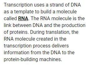 What molecule is made by transcription?-example-1