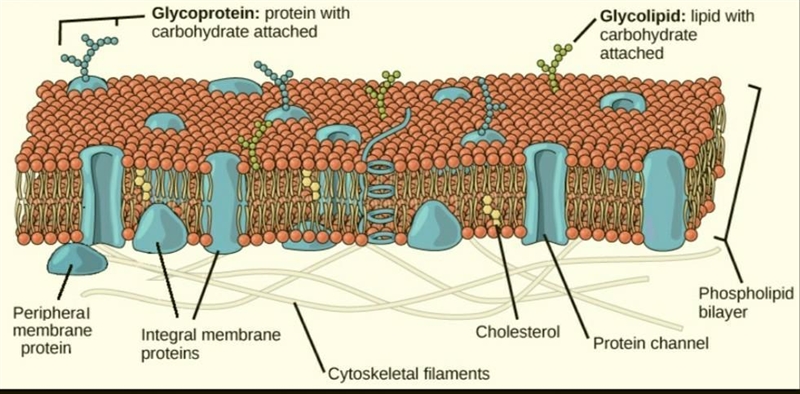 7. Draw a diagram of the cell membrane to show the arrangement of the phospholipid-example-1