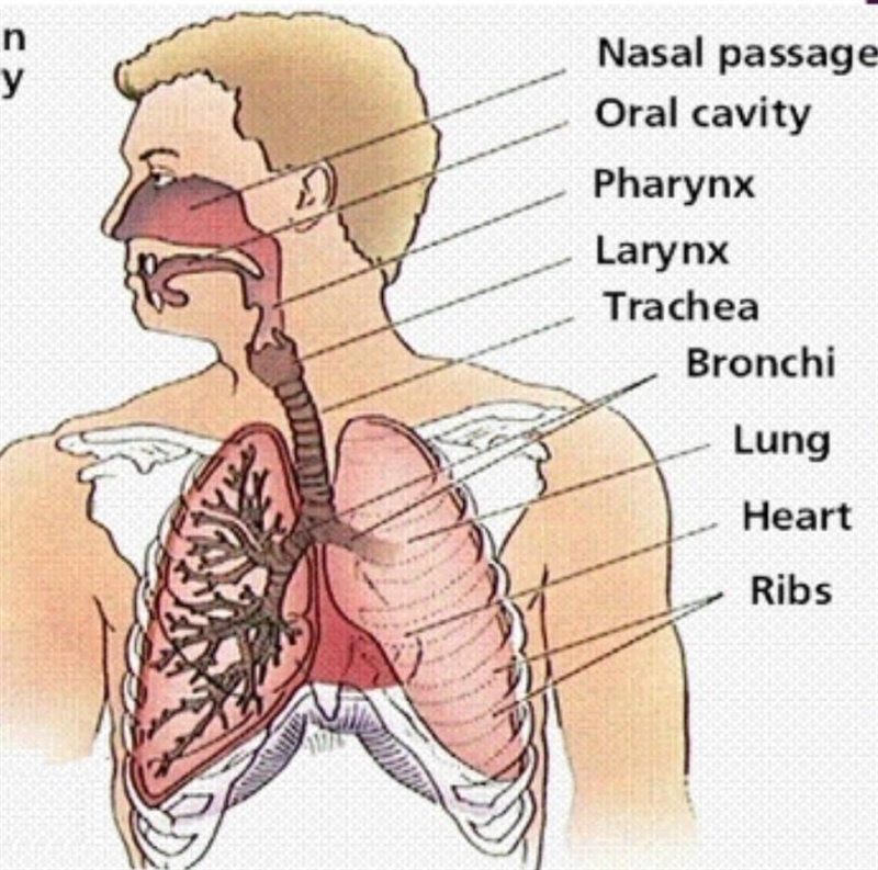 Given the following structures: 1. larynx 2. nasal cavity 3. pharynx 4. trachea Which-example-1