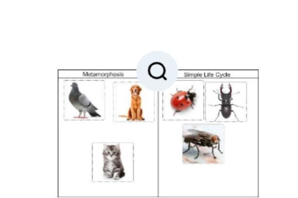 Drag each label to the correct location. Sort the pictures based on the type of life-example-1