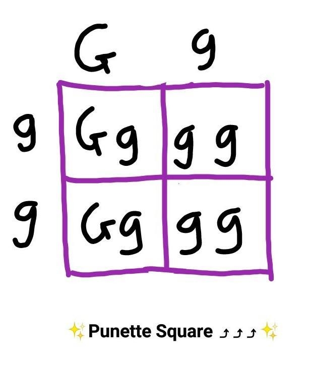 If parent one has Gg for the genotype and parent two has gg, What are the possible-example-1