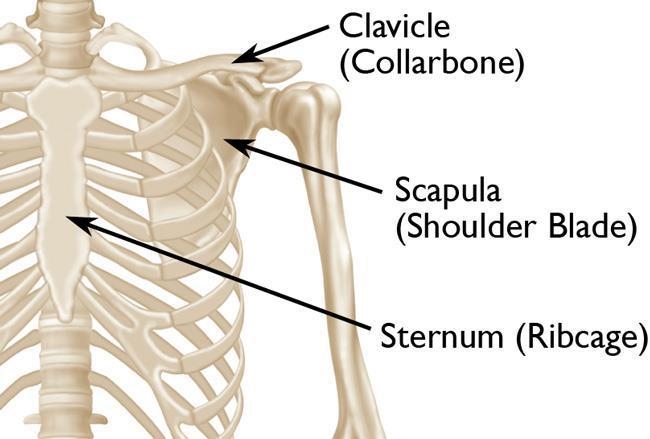 In the diagram below of a human skeleton, what is the name of the bone labeled G? A-example-1