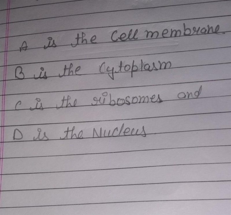 HURRRRRY Identify the structures in the cell pictured on the right. Label A Label-example-1