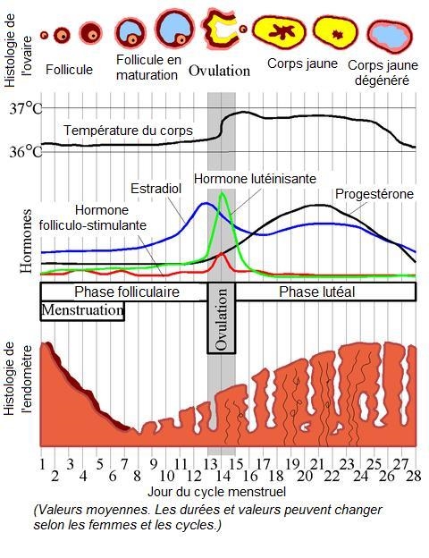 the menstrual cycle starts on the 1st of a woman's period what hormone is produced-example-1