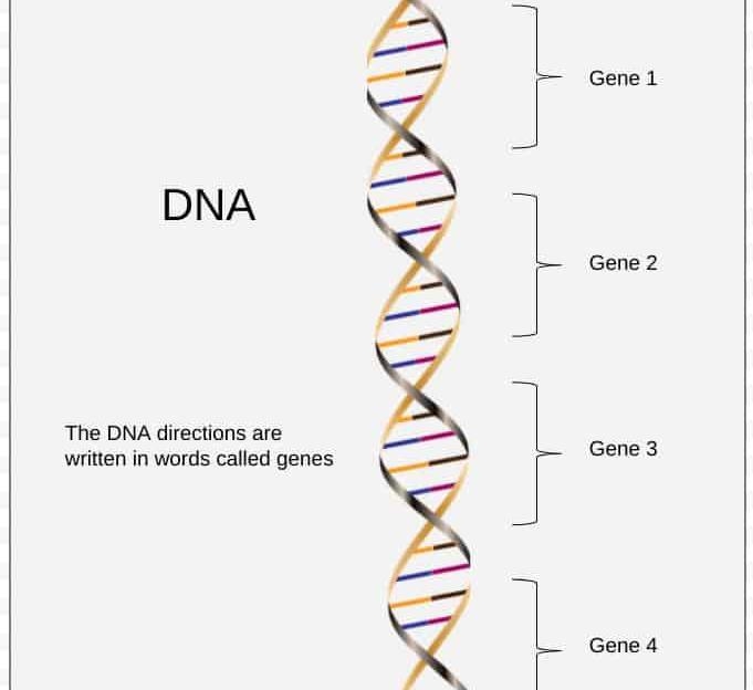 How is gene and DNA related to each other?-example-1