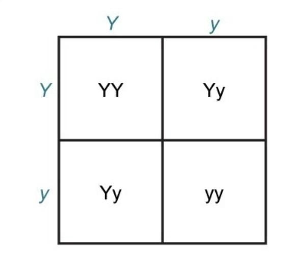 TRUE/FALSE when two heterzygous individuals are corssed, the genotypic ratio of the-example-1