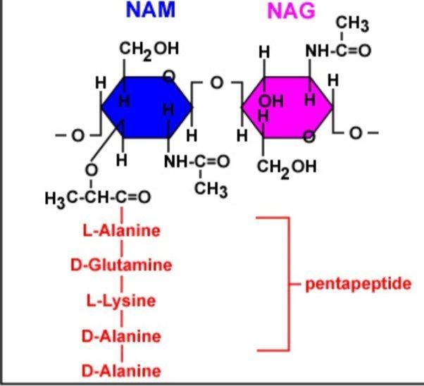 3. What is peptidoglycan? combination of polypeptides and modified sugars that enclose-example-1