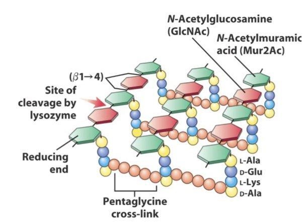 3. What is peptidoglycan? combination of polypeptides and modified sugars that enclose-example-2