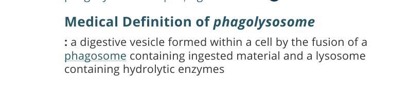 What is a phagolysosome? OA. A pathogen that attacks phagosomes. OB. Another name-example-1