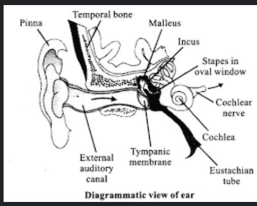 Hello people ~ Cochlea is a part of (a) hearing organ (b) sound producing organ (c-example-1