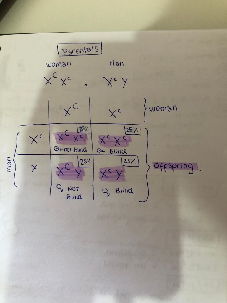 Hereditary assignment: Sex linked traits. Must show punnet square, and provide explanation-example-1