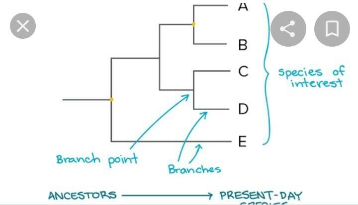 Explain how branching tree diagrams show evolutionary relationships among species-example-1